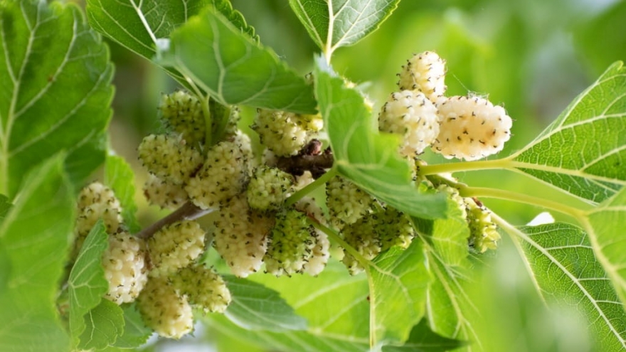 Cây thuốc bổ cực sẵn ở Việt Nam, bộ phận nào cũng dùng được nhưng ít người biết